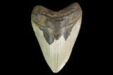 Fossil Megalodon Tooth - North Carolina #147534-1